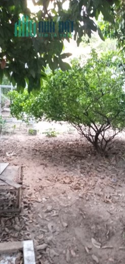 Bán đất tặng nhà tại xã Thới Tam Thôn- HÓC MÔN