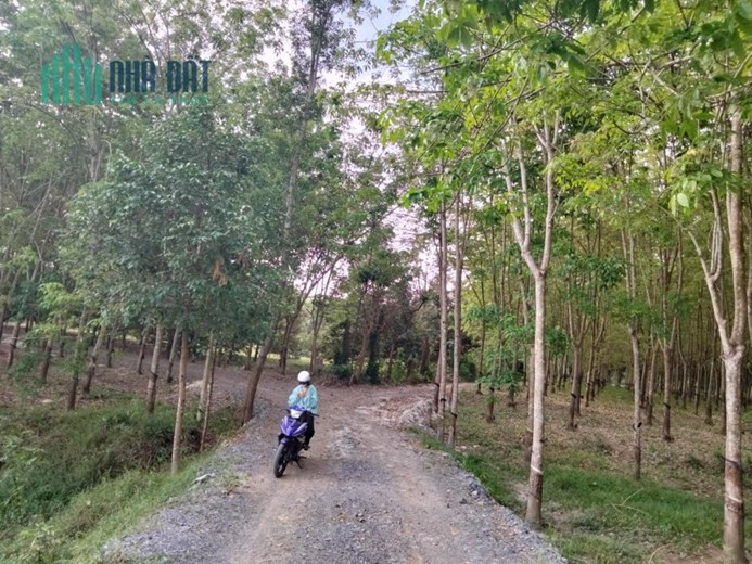 BỎ MỘT VÀI TRĂM TRIỆU ĐỂ 1 THỜI GIAN LẠI CÓ TIỀN TỶ MÀ KHÔNG CẦN LÀM GÌ CHỈ CÓ THỂ LÀ MUA ĐẤT!!