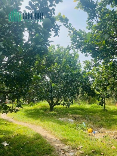 bán miếng đất vườn 6000m2