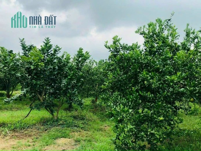 bán miếng đất vườn 6000m2