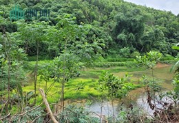 CHÍNH CHỦ Bán 11000m2 Đất Thổ Cư Vườn Đồi, CHỢ MỚI, BẮC KẠN, Chỉ Hơn 300K/m2