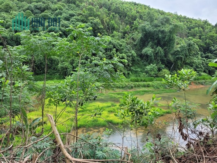 CHÍNH CHỦ Bán 11000m2 Đất Thổ Cư Vườn Đồi, CHỢ MỚI, BẮC KẠN, Chỉ Hơn 300K/m2