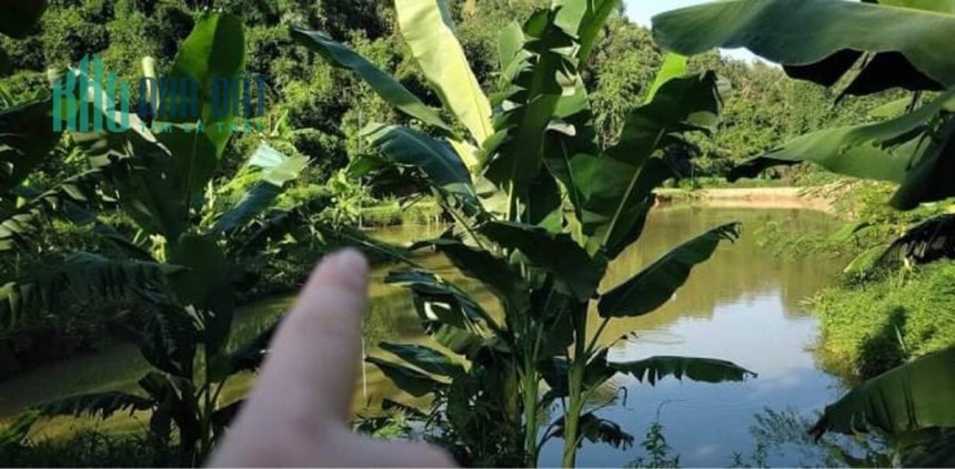 CHÍNH CHỦ Bán 11000m2 Đất Thổ Cư Vườn Đồi, CHỢ MỚI, BẮC KẠN, Chỉ Hơn 300K/m2