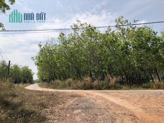 Chưa đên 500tr đã sở hữu hơn 1300m2 đất Tây Ninh