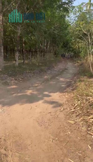 Bán gấp 10050m, 1,7 tỷ, ĐT752, Tân Thành, Tân Đông, Tân Châu, Tây Ninh.