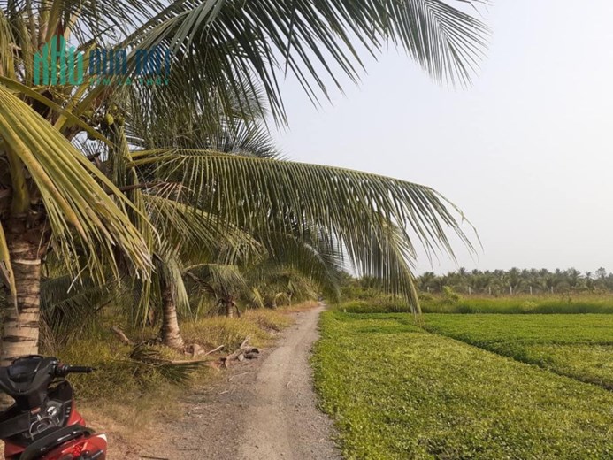 6công vườn ấp 2,Tam Hiệp,Châu Thành,Tiền Giang