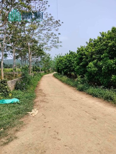 CẦN BÁN GẤP MẢNH ĐẤT SIÊU ĐẸP VIEW PANORAMA CÁNH ĐỒNG GIA MÔ TÂN LẠC HOÀ BÌNH