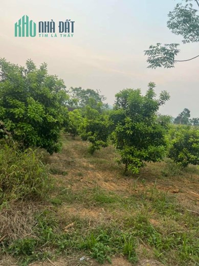 CẦN BÁN GẤP MẢNH ĐẤT SIÊU ĐẸP VIEW PANORAMA CÁNH ĐỒNG GIA MÔ TÂN LẠC HOÀ BÌNH