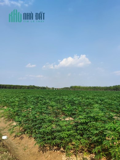 Chỉ hơn 300 triệu đồng bạn đã sở hữu miếng đất1000m2, cách đường nhựa chỉ 400m
