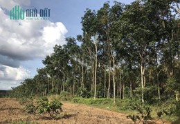 CHÍNH CHỦ BÁN ĐẤT TẶNG VƯỜN CAO SU SỔ HỒNG RIÊNG GIÁ RẺ NGAY TL685