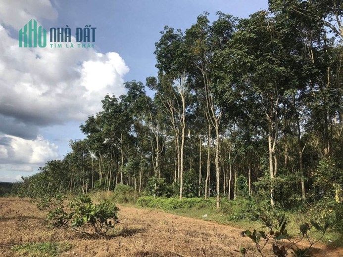 CHÍNH CHỦ BÁN ĐẤT TẶNG VƯỜN CAO SU SỔ HỒNG RIÊNG GIÁ RẺ NGAY TL685
