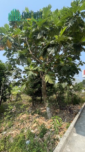 Bán nhà biệt thự vườn thị trấn Diên Khánh 1200m2