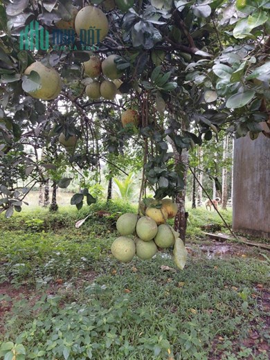 Diện tích: 100 Hecta Hoà Vang Đà Nẵng giá 130 tỷ TL