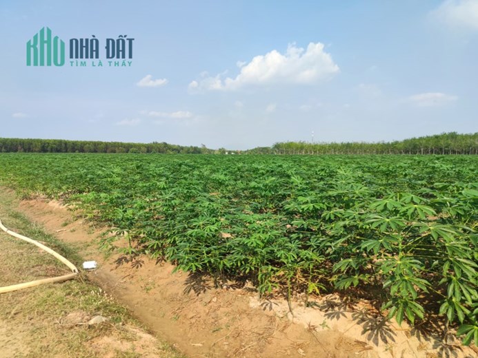 Đáo hạn Ngân Hàng, cần ra nhanh Miếng đất Vườn trả Nợ