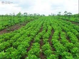 Chỉ còn vài lô đất Tây Ninh giá rẻ - Sở hữu ngay để đầu tư tương lai