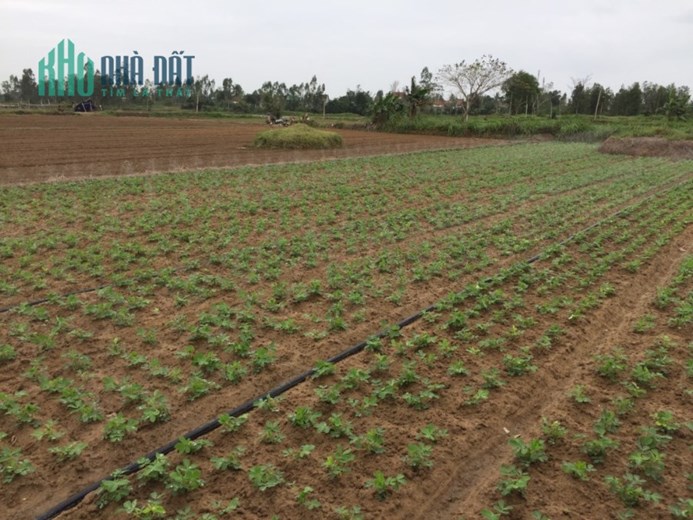 BIẾT NHIỀU NHƯNG CÓ BIẾT EM ĐANG BÁN MIẾNG ĐẤT RẺ NHƯ CHO KHÔNG NÈ!!