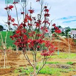 Đamri City TP Bảo Lộc 1.6 tỷ có nhà ,đẹp nhất khu này Khách SG thấy thích liền . .