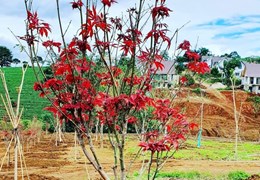 Đamri City TP Bảo Lộc 1.6 tỷ có nhà ,đẹp nhất khu này Khách SG thấy thích liền . .