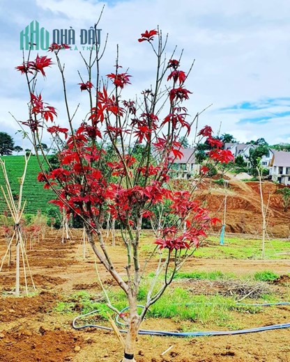 Đamri City TP Bảo Lộc 1.6 tỷ có nhà ,đẹp nhất khu này Khách SG thấy thích liền . .
