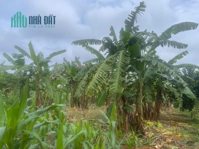 Bán vườn trái cây 2035m, 50m thổ cư, tại Bàu Chinh, Châu Đức  Bà Rịa - Vũng Tàu