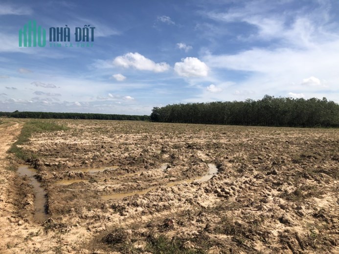 Đất vườn giá rẻ, không gian sống trong lành, tốt cho sức khoẻ.