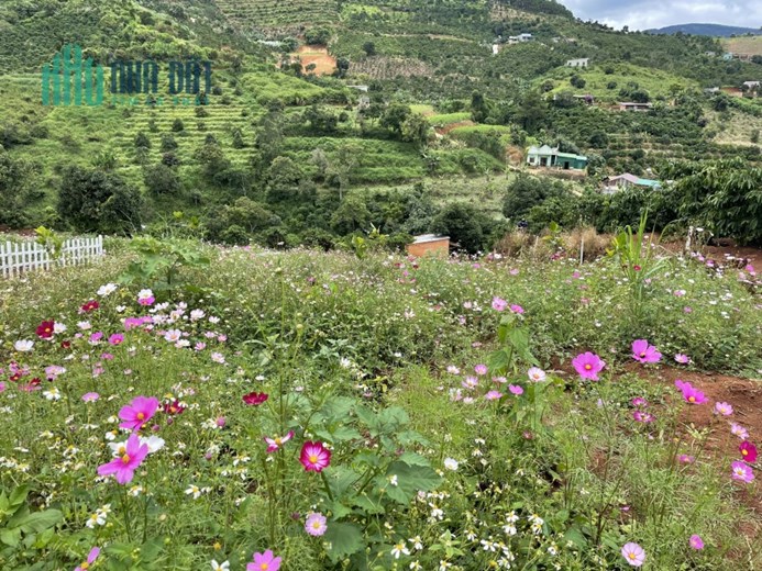 ĐẤT VEN ĐÀ LẠT, VIEW TOÀN THỊ TRẤN NAM BAN, CAM KẾT GIÁ RẺ.