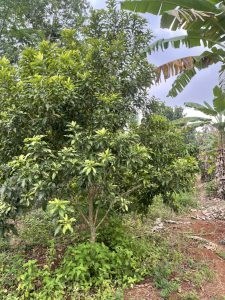 Chính Chủ Cần Bán Lô Đất Vườn Bơ Vị Trí Đẹp Tại Bà Rịa Vũng Tàu