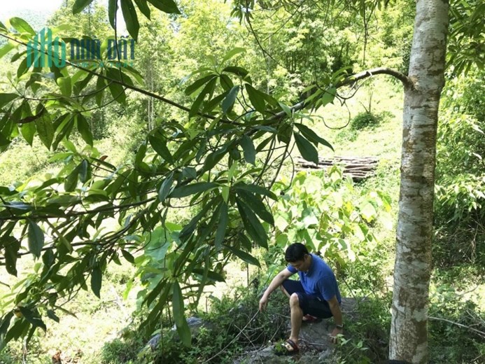 Bán gấp lô đất có diện tích 4,4ha ( thực tế sử dụng 5ha) trong đó có 400m2 thổ cư tại Toàn Sơn - Đà