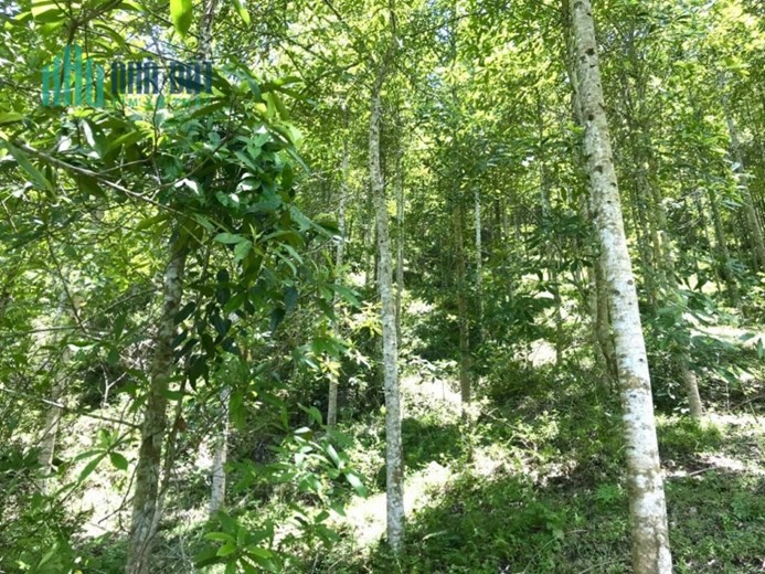 Bán gấp lô đất có diện tích 4,4ha ( thực tế sử dụng 5ha) trong đó có 400m2 thổ cư tại Toàn Sơn - Đà