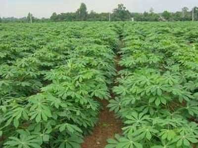 Đất Sào Đồng Nai Siêu Rẻ 234 triệu/sào, Sổ Hồng Riêng, Đường Ô Tô Tận đất