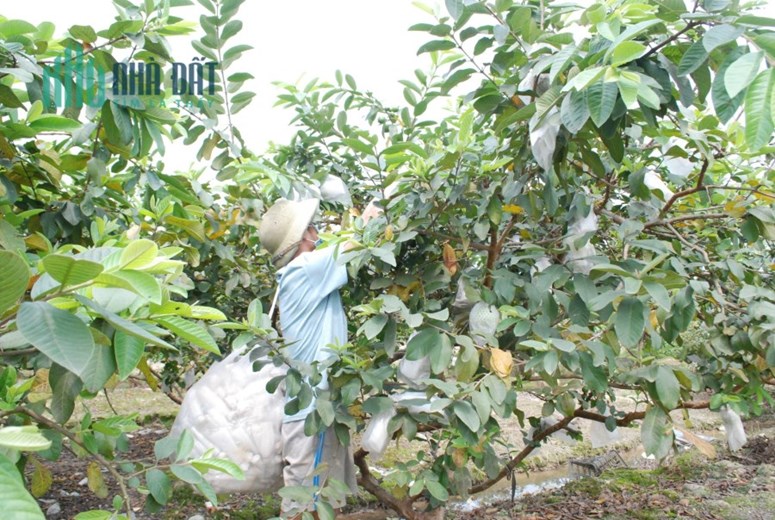 Duy nhất 01 lô đất 284m trồng ổi tại Di Trạch, hoài đức giá 300trieu. sổ hồng