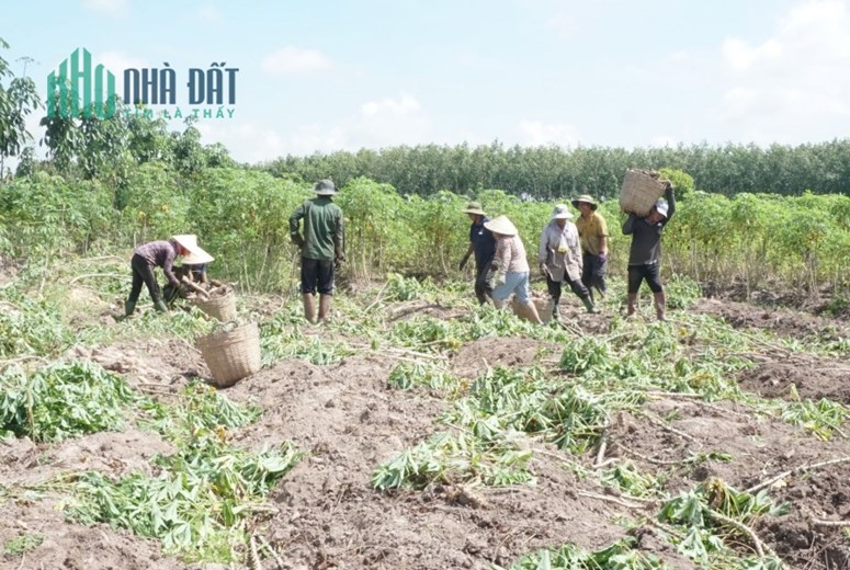 Hơn 4 sào đất gần cao tốc – KCN giá chỉ 2xxTR/sào