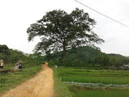 Bán 400m đất trên thị trấn Sơn Dương. giá chỉ 5 tr/m2 . ngay Làng cả thị trấn Sơn Dương Tuyên Quang
