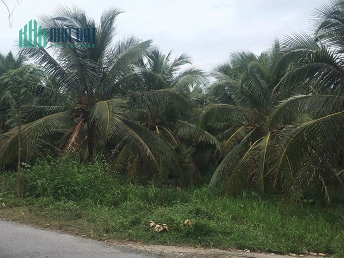 4công mặt tiền huyện lộ 36,Bình Trưng,Châu Thành,Tiền Giang
