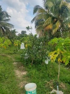 Chính Chủ Cần Bán Lô Đất Vị Trí Đẹp Tại Tiền Giang.