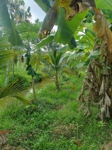 Chính Chủ Cần Bán Lô Đất Vị Trí Đẹp Tại Tiền Giang.