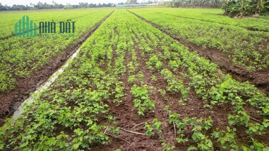 Cân ra nhanh Lô Đất Siêu NGỘP ở Châu Thành – Tây Ninh