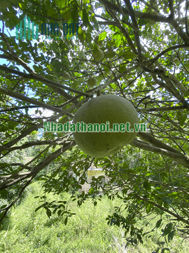 Chính chủ bán biệt thự cạnh sân golf Phượng Hoàng, Huyện Lương Sơn, Tỉnh Hòa Bình