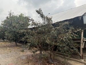 Chính Chủ Cần bán Lô đất vị trí đẹp tại : Tỉnh Đồng Nai