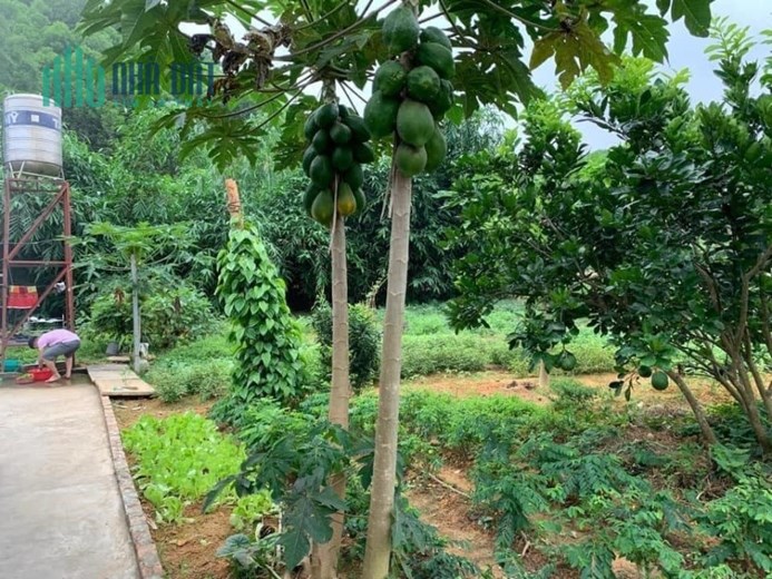 Bán đất xã Ngọc Sơn,Gần trường THCS, UBND Xã, hà Nam 35tr/m2