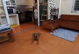 Cho thuê nhà nguyên căn  Nguyễn Văn Linh, Long Biên. 40m2 * 2 p.ngủ * full nội thất
