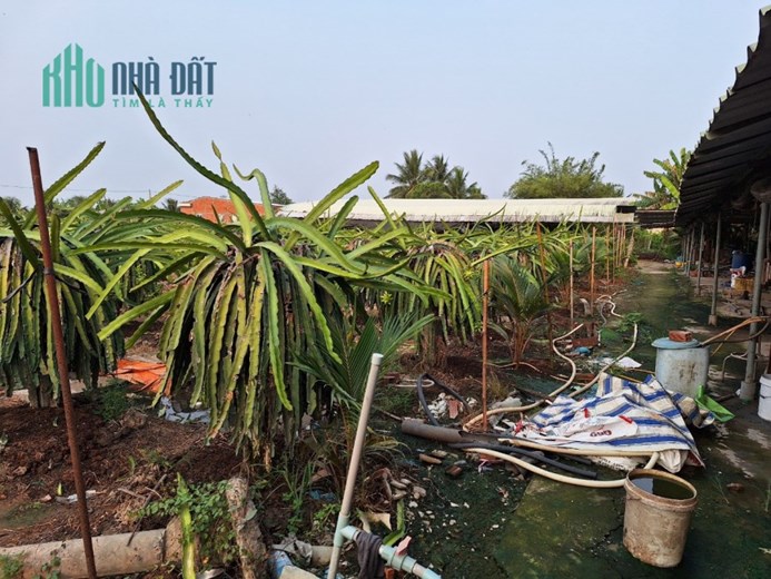 CHÍNH CHỦ BÁN NHANH LÔ ĐẤT ĐẸP Tại Xã Long Bình Điền, Huyện Chợ Gạo, Tiền Giang