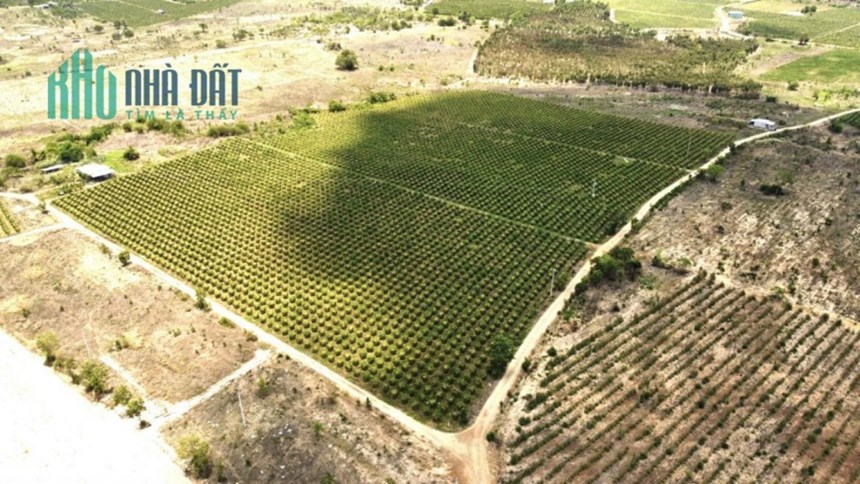 Cần bán gấp đất tại Hàm Kiệm, Hàm Thuận Nam, Bình Thuận