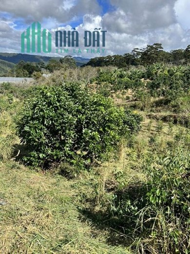 ĐẤT VIEW ĐẸP THÍCH HỢP NGHỈ DƯỠNG
THUỘC XÃ TRẠM HÀNH ĐÀ LẠT
