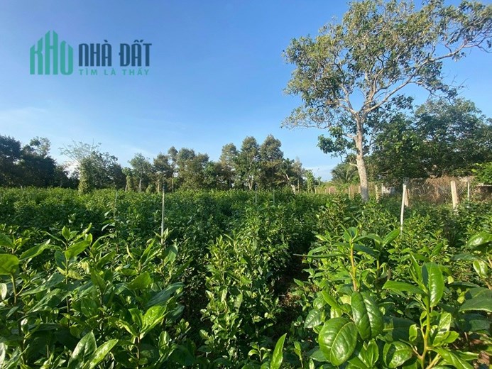 BÁN NHANH Lô ĐẤT Tại Châu Đức, BRVT