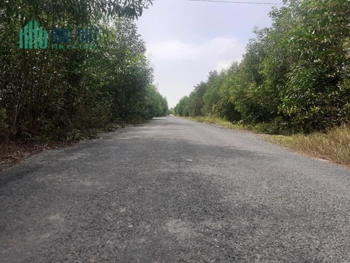 1 hecta mặt tiền huyện lộ 42,thị trấn Mỹ Phước,Tân Phước,Tiền Giang