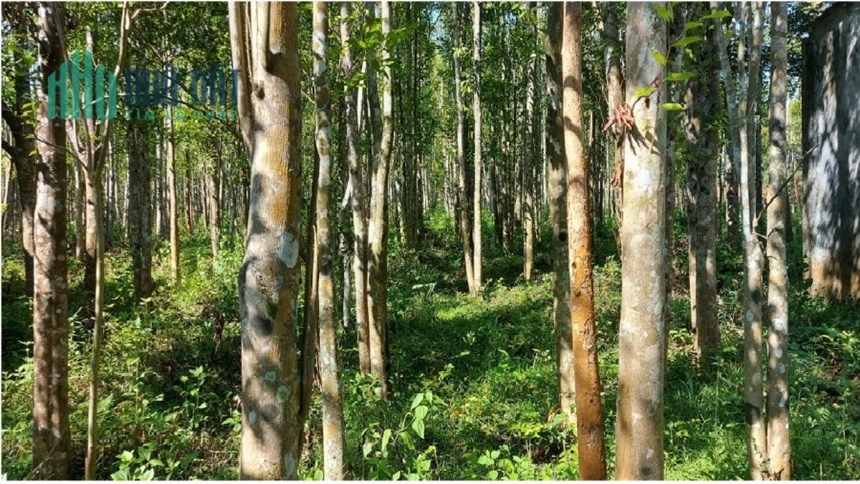 .Đất Tam Kỳ An Phú 5215m2, có 400m2 đất ở đô thị, Vị trí đẹp giá đầu tư