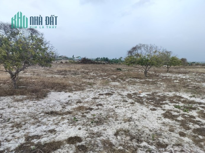 BÁN ĐẤT VƯỜN Đẹp Có 1 Không 2 Thị Trấn Chợ Lầu, Bắc Bình, Bình Thuận