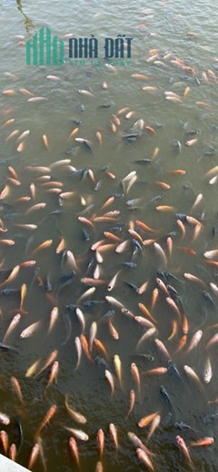 CHÍNH CHỦ CẦN TIỀN BÁN GẤP NHÀ VƯỜN PHƯỚC LẠI CẦN GIUỘC LONG AN - CÓ NHÀ Ở RỘNG RÃI - VƯỜN CÂY AO
