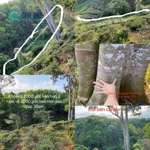 CHÍNH CHỦ CẦN BÁN ĐẤT ĐỒI TẠI HÀ GIANG